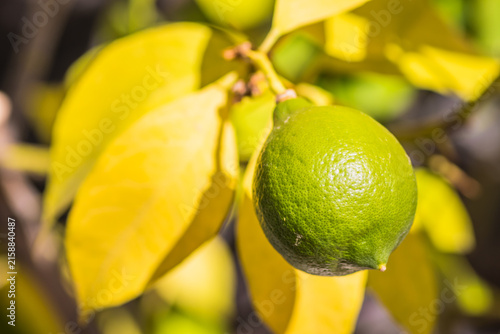 Close up of a fresh green lime hanging among vibrant yellow leaves in warm sunny garden sunlight