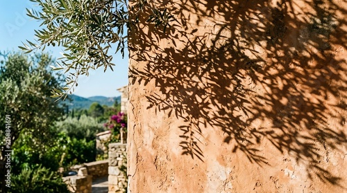Shadows of Olive Tree: The dappled shadow of an olive tree dances across a rustic, textured wall, evoking a sense of Mediterranean tranquility and timeless beauty.