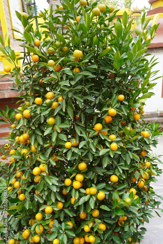 Фотография A mandarin tree with fruits and green leaves.