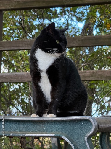 Photography A stray cat encountered on the Cheonggye mountain hiking trail, Seoul Korea