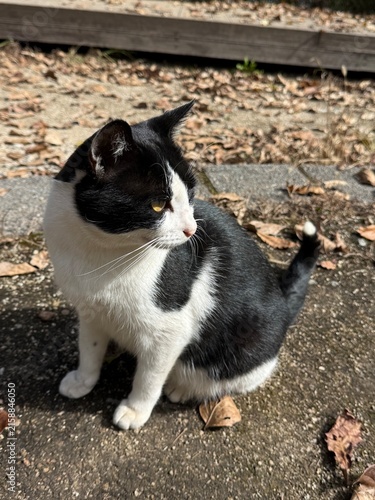 Photography A stray cat encountered on the Cheonggye mountain hiking trail, Seoul Korea