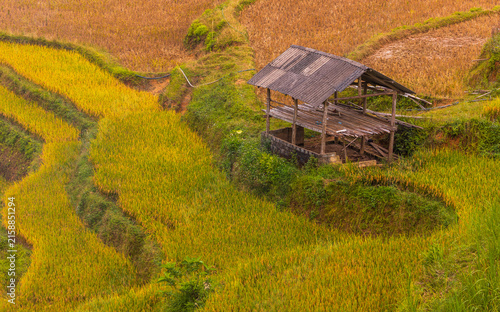 Fotografie Old hut standing among Hoang Su Phi golden rice terraces, Vietnam