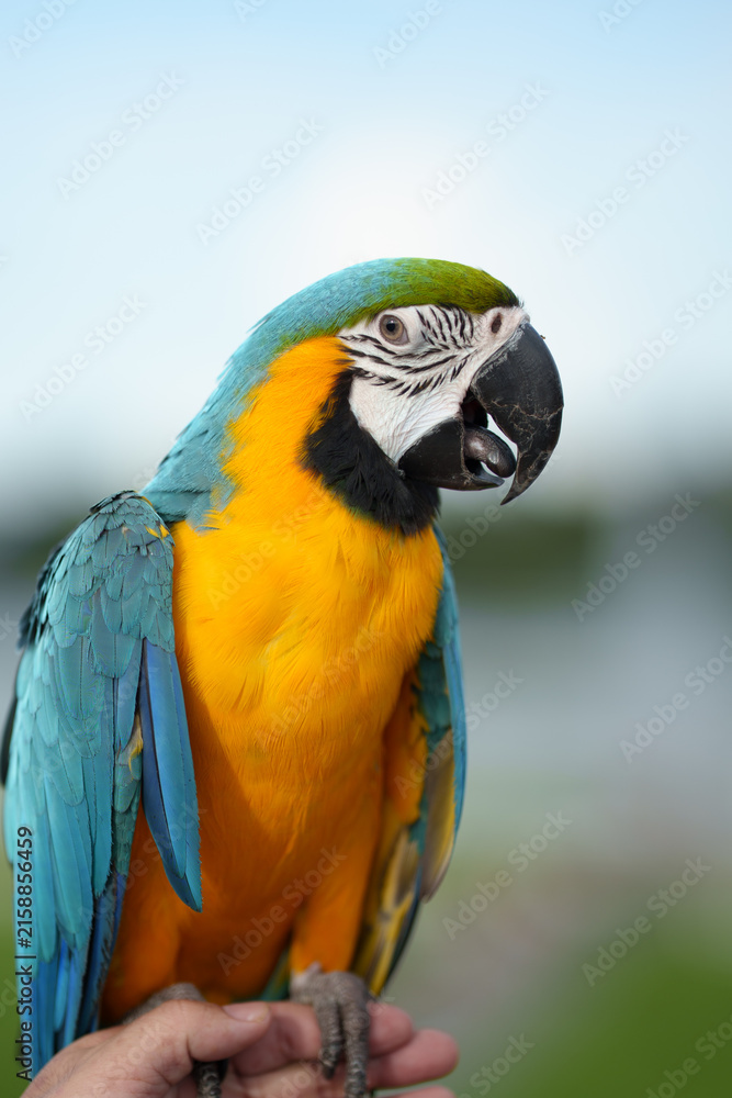 Fototapeta premium Colorful blue-and-yellow macaw perched on a wooden branch against a soft green bokeh background, showcasing vibrant feathers and tropical wildlife beauty.