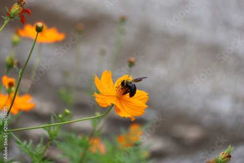 Photography A yellow-chested carpenter bee sipping nectar from a yellow cosmos flower