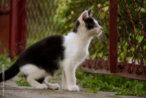 Obraz na płótnie cat on the fence