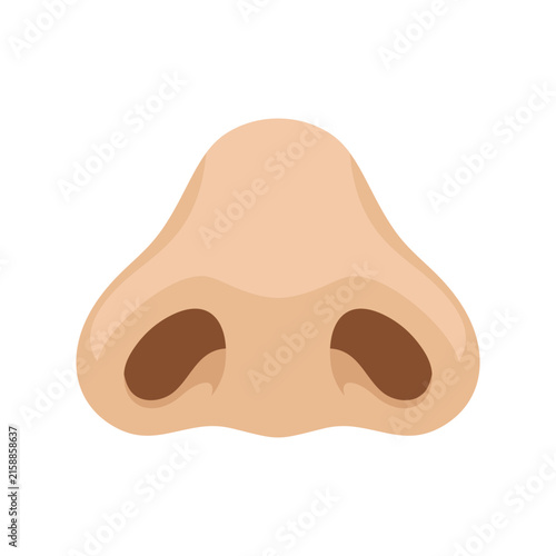 Human nose vector illustration, realistic human face nasal anatomy Vector
