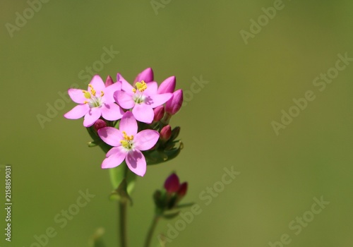 Принти на полотні Common centaury (Centaurium erythraea) wild medicinal plant