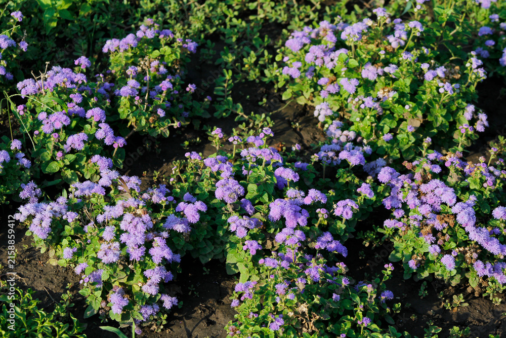 Obraz premium blooming ageratum in the garden