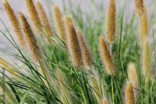 Close-up of the ornamental garden plant Pennisetum