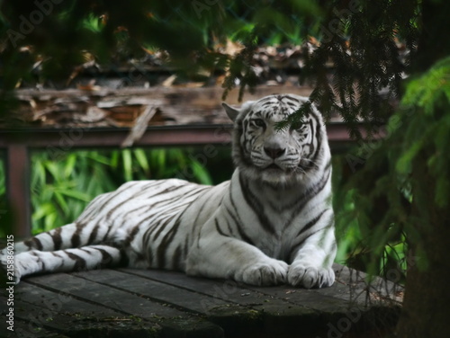 Fotografía tigre blanc contact du regard