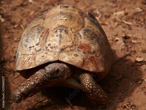 Fotografía tortue de terre qui avance