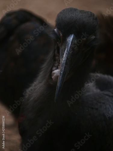 Foto tête d'un oiseau noir