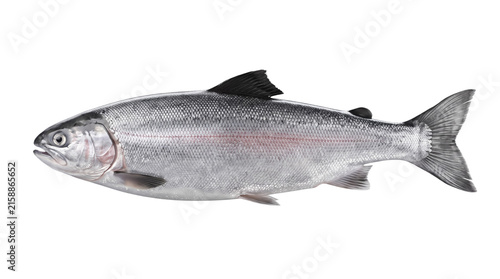 Whole silver salmon fish isolated as transparent PNG cutout, fresh raw seafood with scales, fins, tail and natural side profile for food design