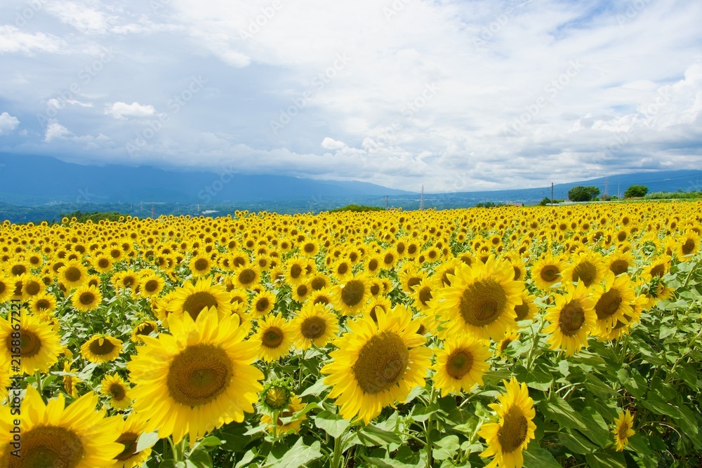 Obraz premium 夏の圧巻のひまわり畑