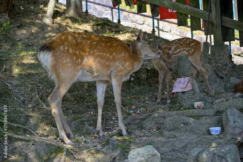 Sacred Deer Resting Near Famous Nara Temple