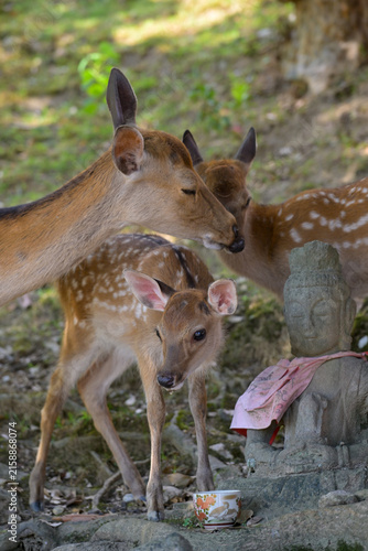 Sacred Deer Resting Near Famous Nara Temple