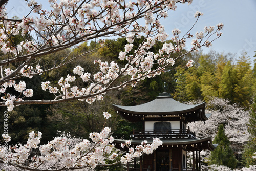 勧修寺　サクラと観音堂(京都市山科区)