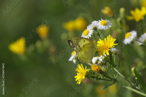 花の蜜を吸うモンキチョウ