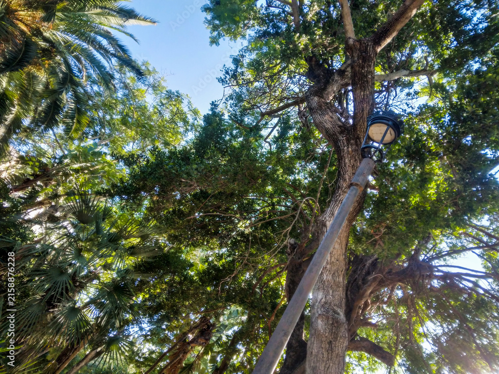 Fototapeta premium Old vintage street lamp stands tall among lush green tropical palm trees and dense forest canopy under a bright clear sunny blue sky in summer