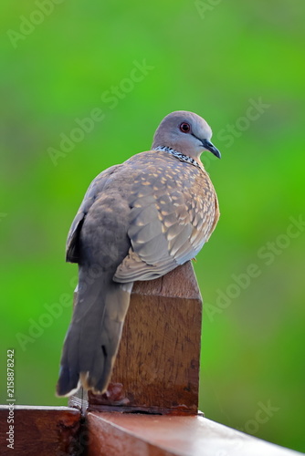 Photography Birds of SL