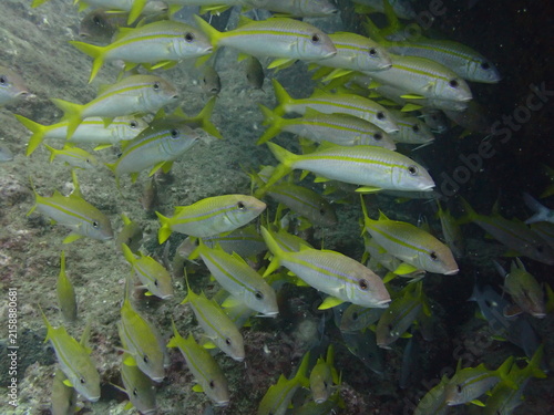 Canvastavla 海底の岩肌を泳ぐアカヒメジの群れ（和歌山県・串本）