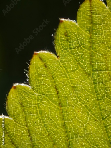 Serrated green leaf edge macro showing detailed veins and hairs