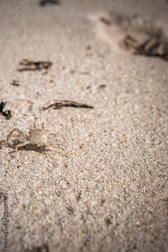 Картината върху платно A tiny pale ghost crab crawls over light sand on a tropical shore in Dhigurah, Maldives, displaying natural coastal wildlife behavior in bright daylight