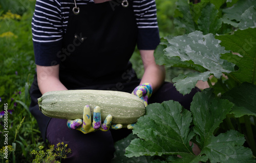 Hand harvesting fresh zucchini from a garden in early summer