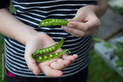 Freshly harvested green peas collected from a thriving garden during the late spring season