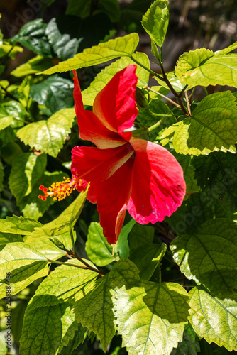 Картината върху платно A blooming tropical hibiscus flower with stamens and foliage flourishes on Dhigurah island, Maldives in daylight