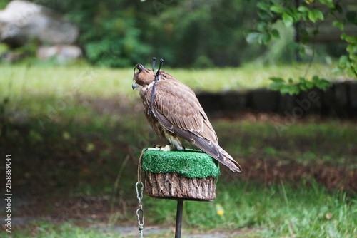 Foto Sokół wędrowny (Falco peregrinus), jeden z najbardziej charakterystycznych ptaków drapieżnych z rodziny sokołowatych