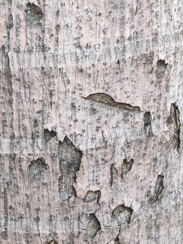 Weathered Palm Tree Trunk Bark Texture. Close-up macro photo of weathered, peeling foxtail palm tree trunk bark with intricate organic ridges, fibrous textures, and natural rustic wood details.