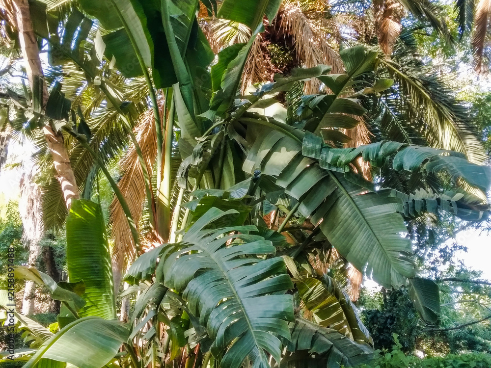 Fototapeta premium Lush tropical banana leaves overlap with fibrous palm fronds under bright natural sunlight in a vibrant summer garden creating a serene and wild organic forest scene