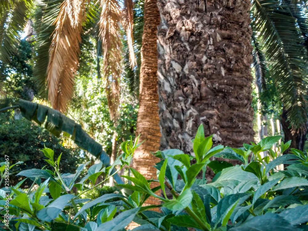 Fototapeta premium Vibrant green foliage flourishes in the foreground while textured palm tree trunks stand tall under the bright natural sunlight within a dense tropical botanical garden