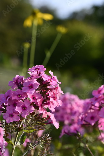ピンク色の花