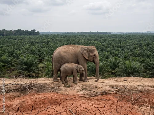 Fototapeta na wymiar Asian elephant family standing at the edge of a cleared forest plantation