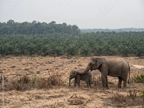 Fototapeta na wymiar Asian elephant family standing at the edge of a cleared forest plantation