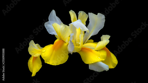 Dutch Iris Symphony flower