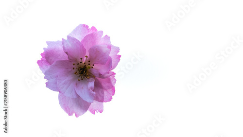 Sakura Flower in Brora in the Highlands