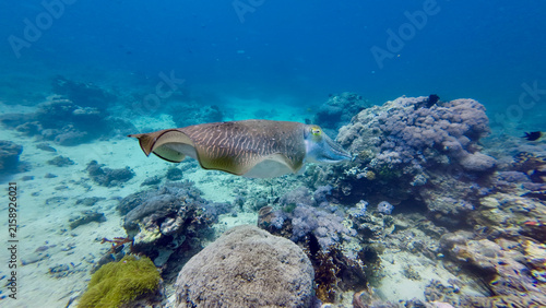 Cuttlefish glides above coral reef. Striped body of cuttlefish moves over corals and sand.