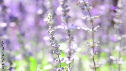 Salvia farinacea, Victoria Blue Salvia, blooming sway in the wind in garden.