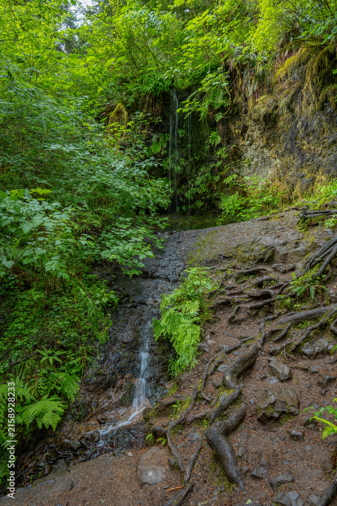 Obraz premium Exploring hidden pathways in Silver Falls State Park