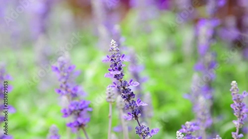 Salvia farinacea, Victoria Blue Salvia, blooming sway in the wind in garden.