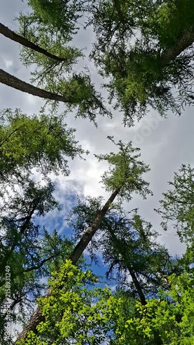 View upward through tall pine trees to a blue and cloudy sky above