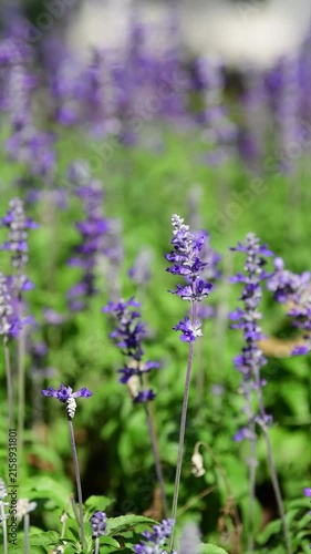 Salvia farinacea, Victoria Blue Salvia, blooming sway in the wind in garden.