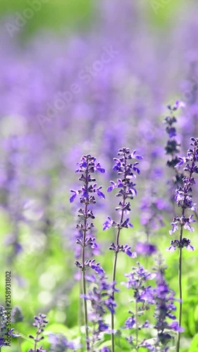Salvia farinacea, Victoria Blue Salvia, blooming sway in the wind in garden.