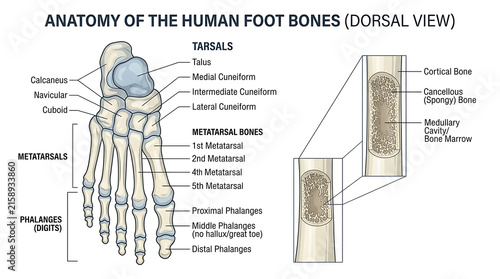 Foto Detailed anatomical illustration of the human foot skeletal structure showing ta