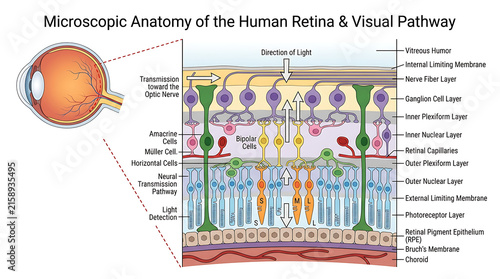 Fotografie Detailed anatomical diagram of the human eye retina layers and visual signal tra