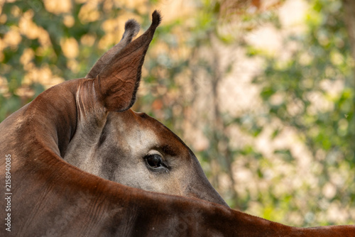 Gentle close-up portrait of an okapi with large ears and soft brown fur, captured against a blurred forest background conveying calm, curiosity and the quiet beauty of wildlife conservation.