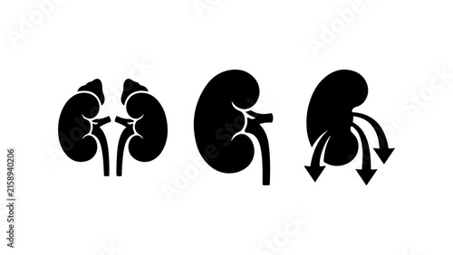 Human Kidney Anatomy and Renal Urology System Icons